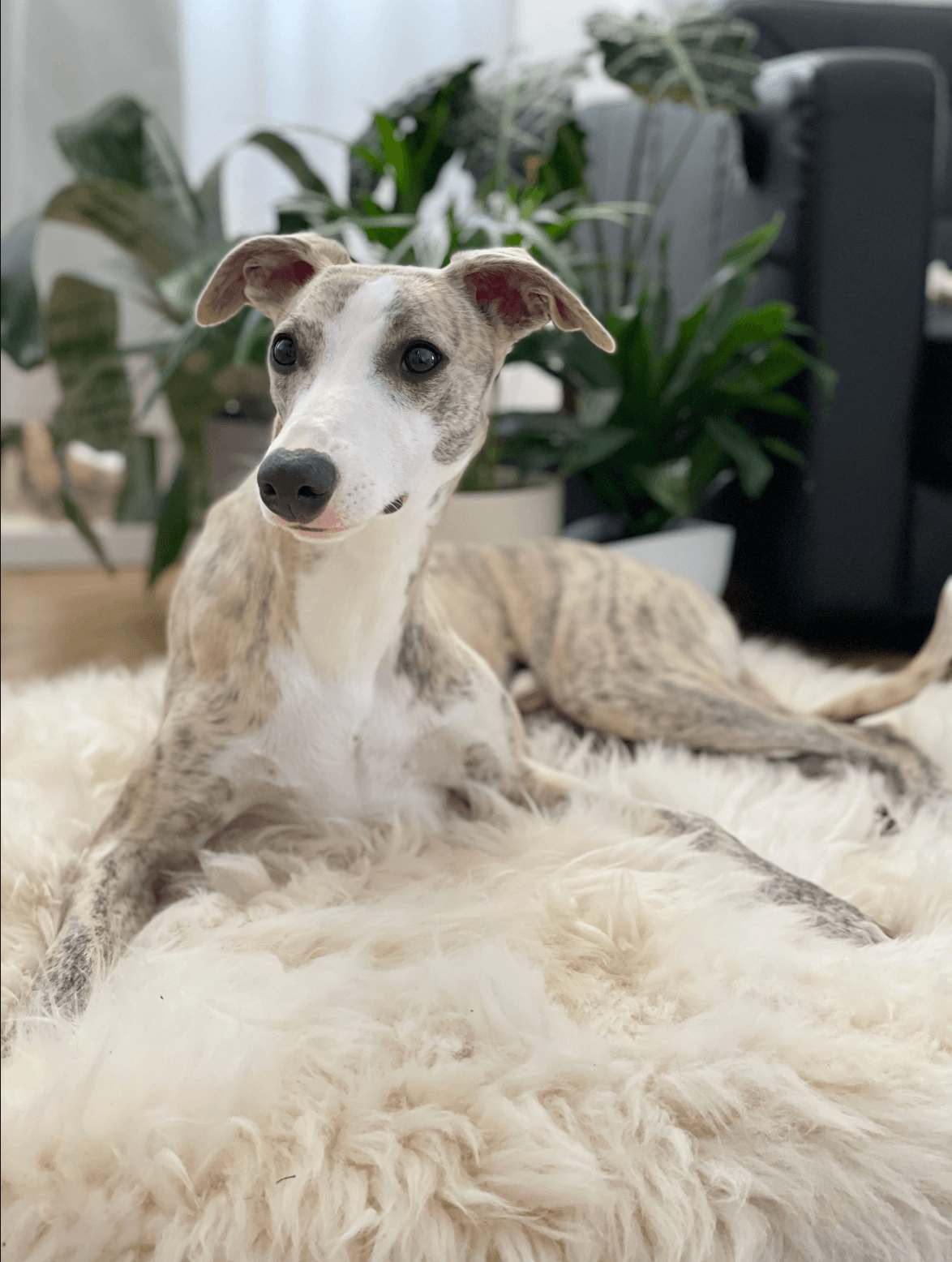 Square or Rectangular Natural Sheepskin Pet Mat - White - Your Home